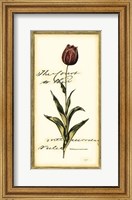 Framed Jen's Tulip II