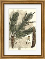 Framed Antique Weymouth Pine Tree