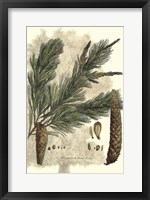 Framed Antique Weymouth Pine Tree