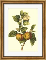 Framed Bessa Apple