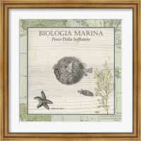 Framed Biologia Marina II