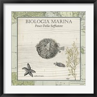 Framed Biologia Marina II