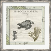 Framed Biologia Marina IV