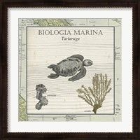 Framed Biologia Marina IV