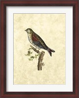Framed Selby Birds VI