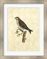 Framed Selby Birds VI