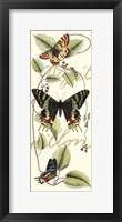 Butterfly Flight II Framed Print