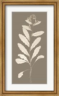 Framed Taupe Nature Study IV