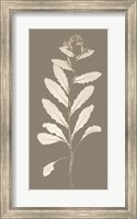 Framed Taupe Nature Study IV
