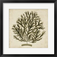 Framed Vintage Seaweed I