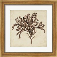 Framed Vintage Seaweed VI