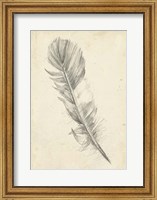 Framed Feather Sketch I