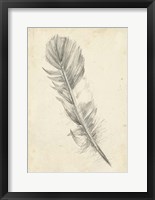 Framed Feather Sketch I