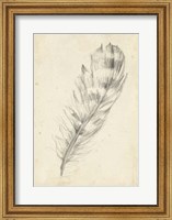 Framed Feather Sketch II