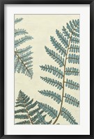 Blue Fern Trio III Framed Print