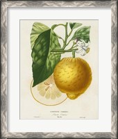 Framed French Lemon Botanical I