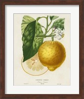 Framed French Lemon Botanical I