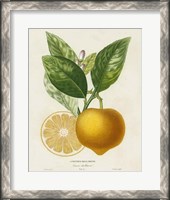 Framed French Lemon Botanical III