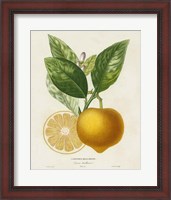Framed French Lemon Botanical III