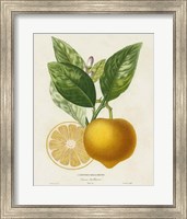 Framed French Lemon Botanical III