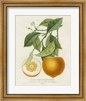 Framed French Orange Botanical I