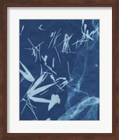 Framed Cyanotype No.6
