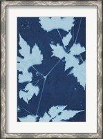 Framed Cyanotype No.9