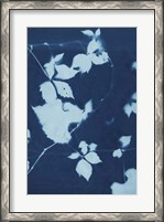 Framed Cyanotype No.11