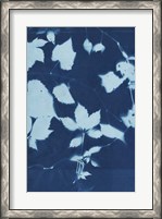 Framed Cyanotype No.12