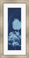 Framed Cyanotype No.13