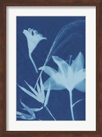 Framed Cyanotype No.19