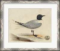 Framed Meyer Shorebirds I