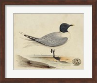 Framed Meyer Shorebirds I