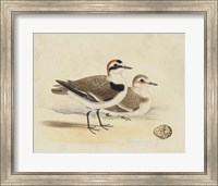 Framed Meyer Shorebirds V