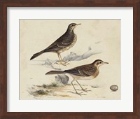 Framed Meyer Shorebirds VI
