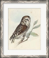 Framed Meyer Little Owl