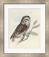 Framed Meyer Little Owl