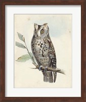 Framed Meyer Scops-Eared Owl