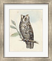 Framed Meyer Scops-Eared Owl