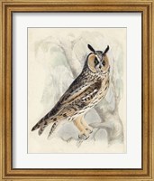 Framed Meyer Long-Eared Owl
