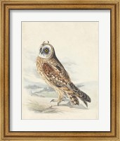Framed Meyer Hawk Owl