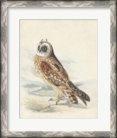 Framed Meyer Hawk Owl