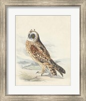 Framed Meyer Hawk Owl