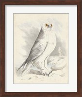 Framed Meyer Snowy Owl