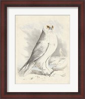 Framed Meyer Snowy Owl