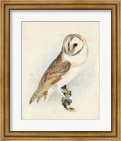 Framed Meyer Barn Owl