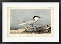 Framed Audubon Sandwich Tern