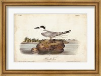 Framed Audubon Havells Tern