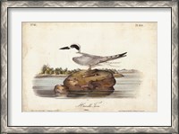 Framed Audubon Havells Tern