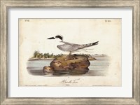 Framed Audubon Havells Tern